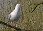 herringGull_0104b.jpg