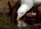 herringGull_030510a.jpg