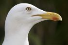 herringGull_050415a.jpg