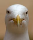 herringGull_070510c.jpg