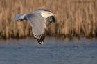 herringGull_160112a.jpg