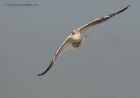 herringGull_160112b.jpg