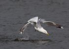 herringGull_170309a.jpg