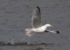 herringGull_170309b.jpg