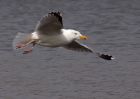 herringGull_170309c.jpg