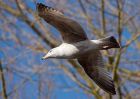 herringGull_210310a.jpg