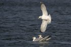 herringGull_240115a.jpg