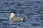 herringGull_240115e.jpg