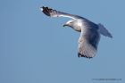 herringGull_240211d.jpg