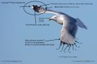 herringGull_240211dc.jpg