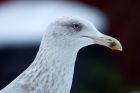 herringGull_241209a.jpg