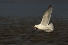 herringGull_291214a.jpg