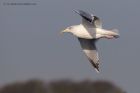 herringGull_301112a.jpg