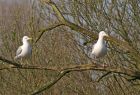 herringGulls_3103a.jpg