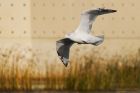 Filename=herring_221015b.jpg
Filesize=299KB
Dimensions=1200x800
Date added=Feb 08, 2016 herring_221015b.jpg