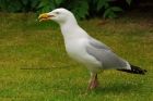Filename=herring_260616a.jpg
Filesize=359KB
Dimensions=1200x800
Date added=Dec 20, 2017 herring_260616a.jpg