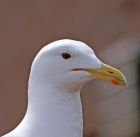 herring_gull_1805a.jpg