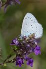 hollyBlue_160812b.jpg