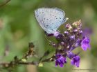 hollyBlue_160812c.jpg