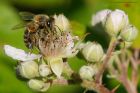 honeyBee_050716b.jpg