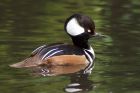 hoodedMerganser_070509b.jpg