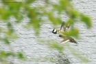 Filename=hoodedMerganser_WhinfellTarn_050523g.jpg
Filesize=854KB
Dimensions=1200x800
Date added=Aug 28, 2024 hoodedMerganser_WhinfellTarn_050523g.jpg