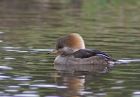 hoodedmerganser_1703a.jpg