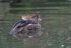 hoodedmerganser_1703b.jpg