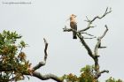 hoopoe_100612a.jpg