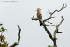Filename=hoopoe_100612b.jpg
Filesize=244KB
Dimensions=1000x667
Date added=Oct 04, 2012 hoopoe_100612b.jpg