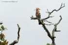 hoopoe_100612b.jpg