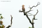 hoopoe_100612f.jpg