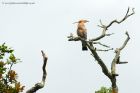 hoopoe_100612i.jpg