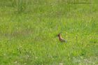 hoopoe_150612a.jpg