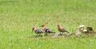 hoopoe_180618_4172.jpg