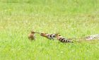 hoopoe_180618_4174.jpg