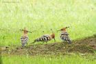 hoopoe_180618_4211.jpg