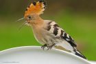 Filename=hoopoe_180618_4351.jpg
Filesize=549KB
Dimensions=1300x867
Date added=Mar 10, 2021 hoopoe_180618_4351.jpg