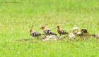 hoopoe_180618b.jpg