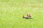 hoopoe_180618c.jpg