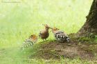 hoopoe_180618d.jpg