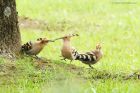 hoopoe_180618f.jpg