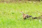 hoopoe_180618h.jpg