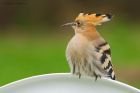 hoopoe_180618i.jpg