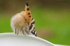 hoopoe_180618j.jpg