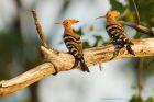 hoopoe_180619aa.jpg