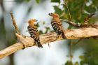 hoopoe_180619b.jpg