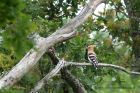 hoopoe_190612a.jpg