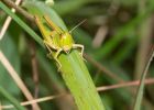 hopper_260708a.jpg