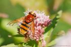Filename=hornetMimic_gdn_170823a.jpg
Filesize=646KB
Dimensions=1300x866
Date added=Aug 28, 2025 hornetMimic_gdn_170823a.jpg